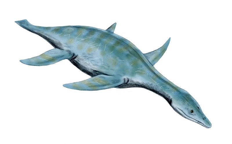 Leptocleidus — Reptiles marins