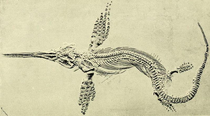 Leptonectes — Reptiles marins