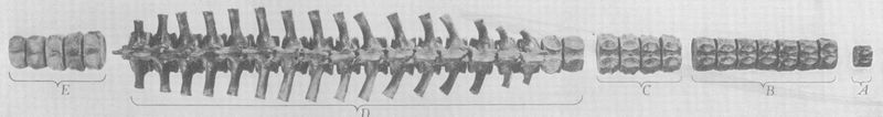 Leurospondylus — Reptiles marins