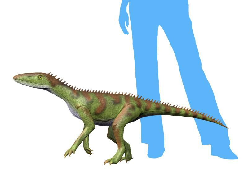 Lewisuchus admixtus — Autres ornithischiens