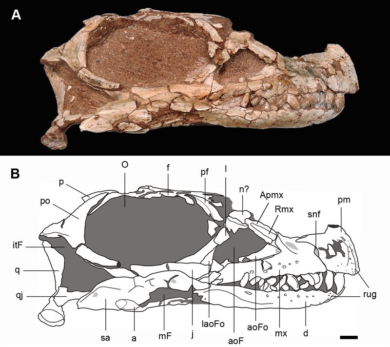 Leyesaurus — Autres saurischiens