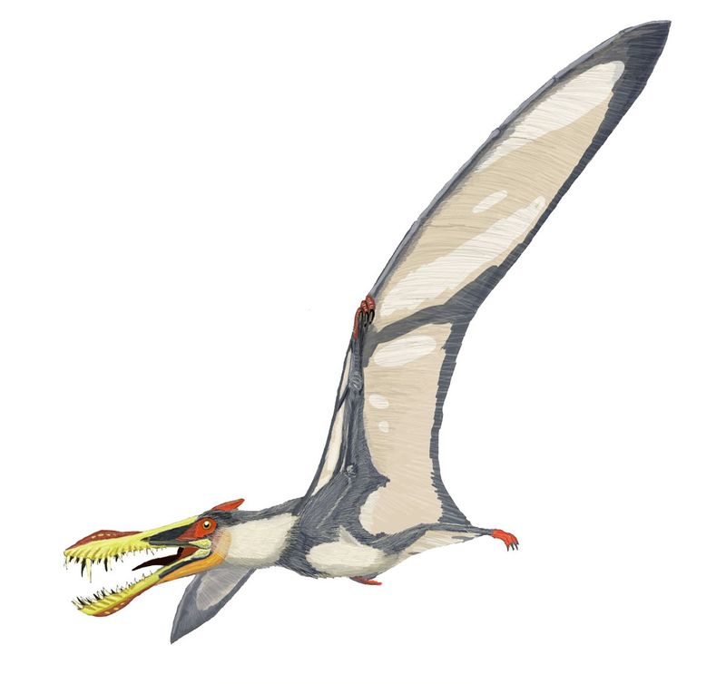 Liaoningopterus — Ptérosaures