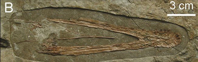 Liaoxipterus — Ptérosaures