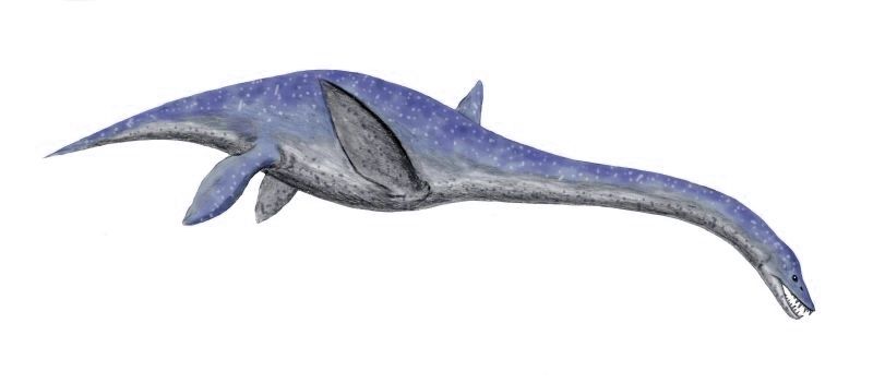 Libonectes — Reptiles marins