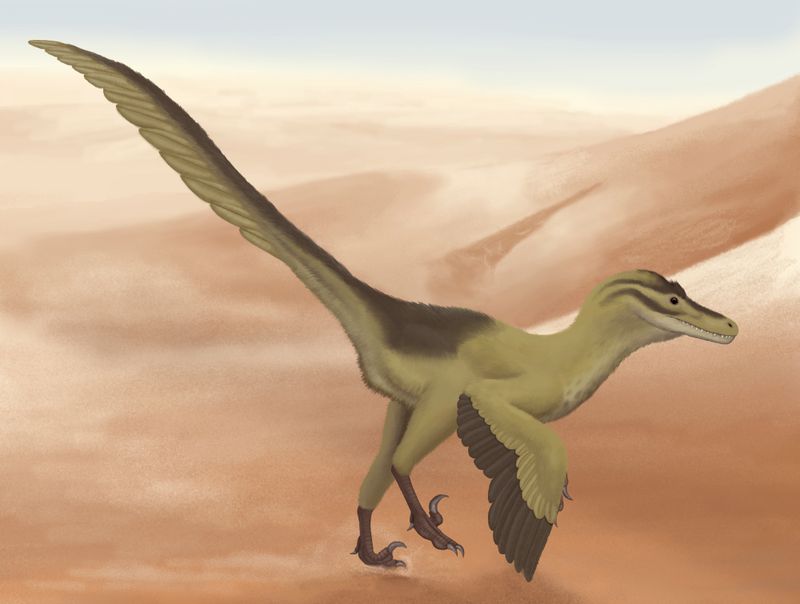 Linheraptor — Théropodes
