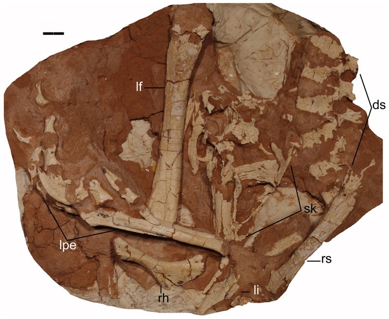 Linhevenator — Théropodes