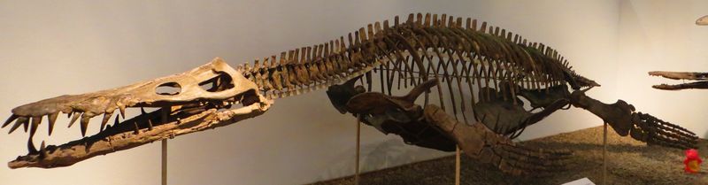 Liopleurodon — Reptiles marins