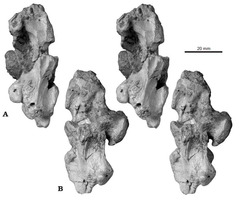 Lirainosaurus astibae — Autres saurischiens