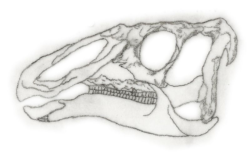 Lophorhothon — Autres ornithischiens