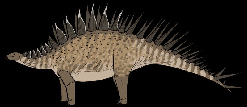 Loricatosaurus — Autres ornithischiens