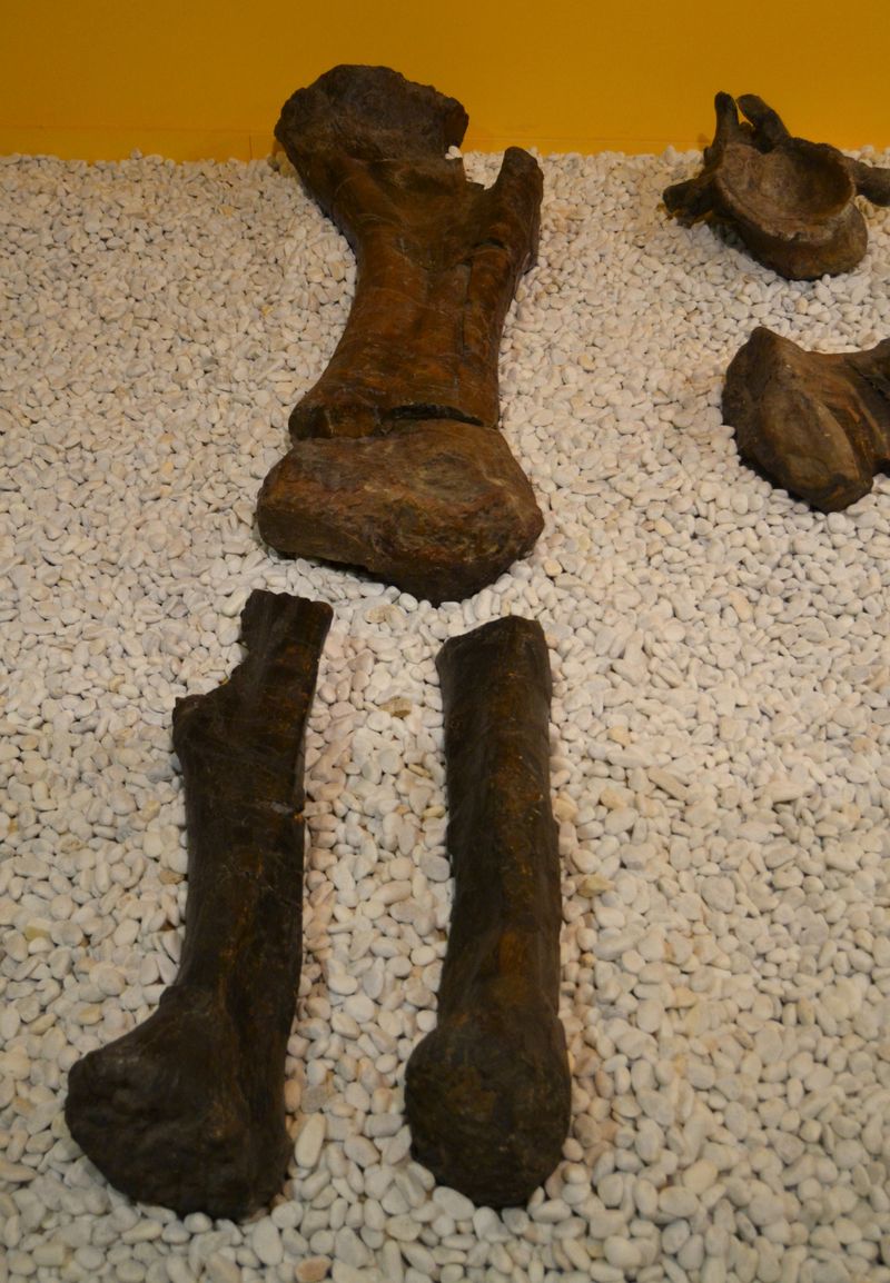 Losillasaurus — Autres saurischiens