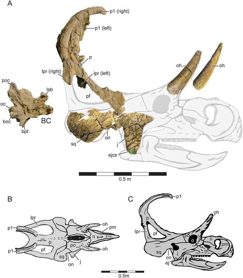 Machairoceratops — Autres ornithischiens