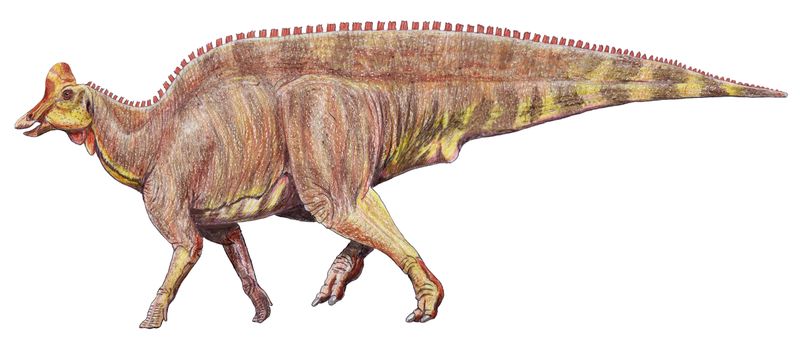 Magnapaulia — Autres ornithischiens