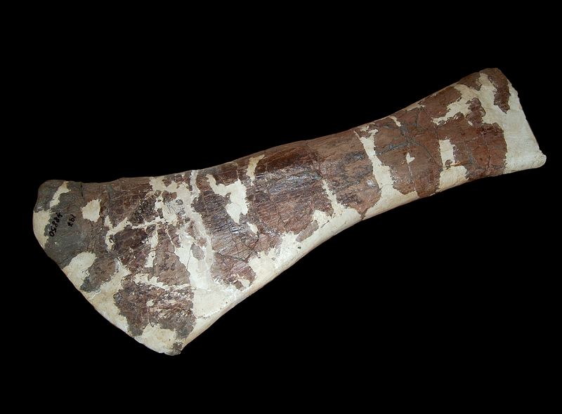 Magyarosaurus — Autres saurischiens