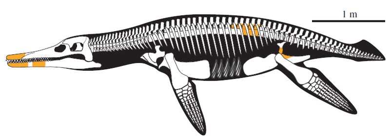 Makhaira — Reptiles marins
