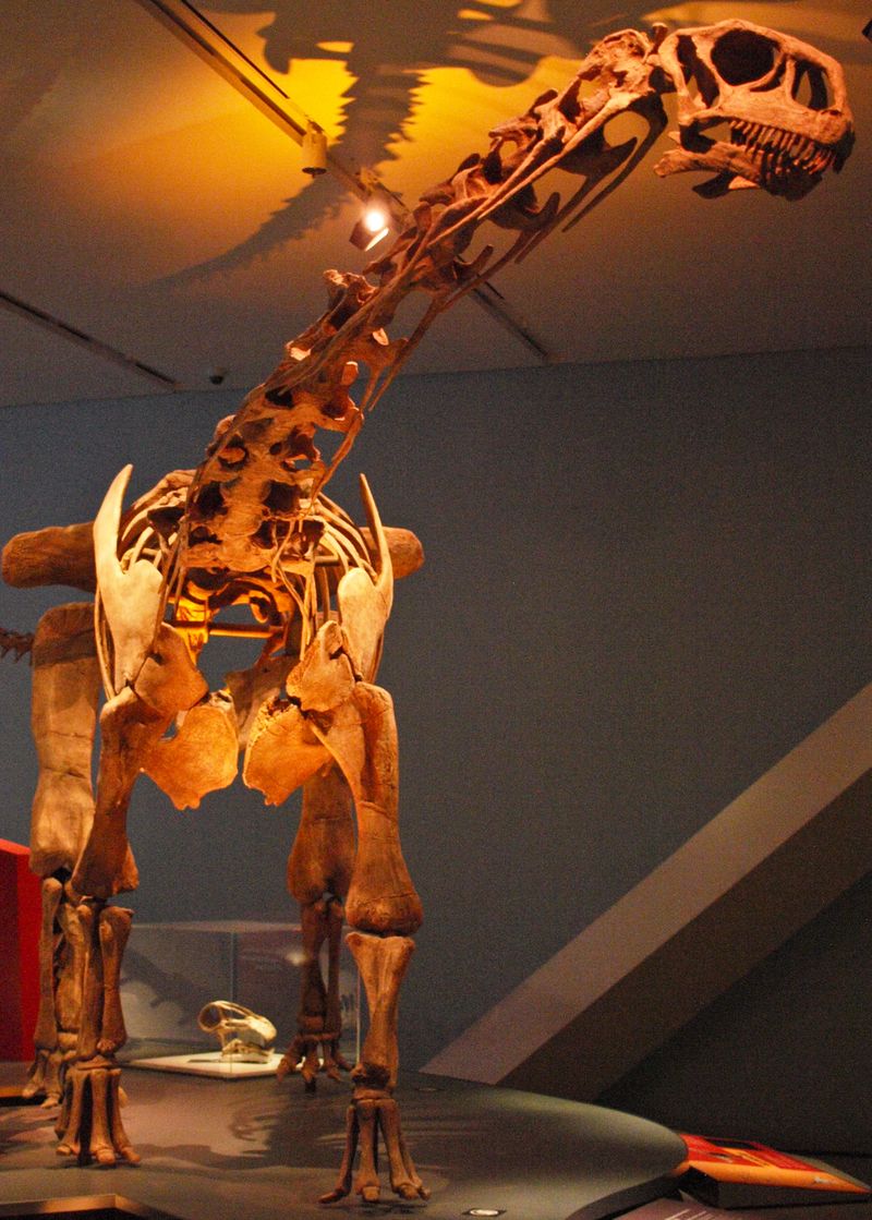 Malawisaurus — Autres saurischiens