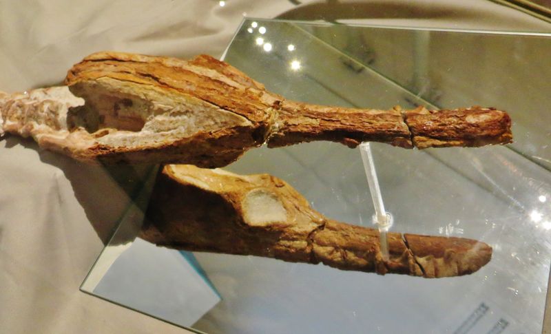 Manemergus — Reptiles marins