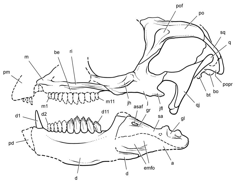 Manidens — Autres ornithischiens