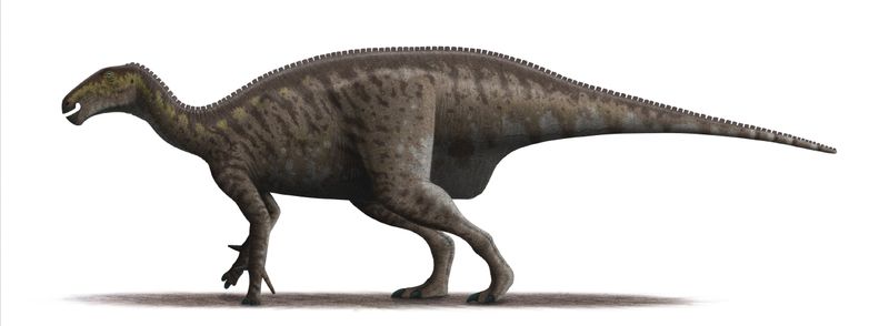 Mantellisaurus — Autres ornithischiens
