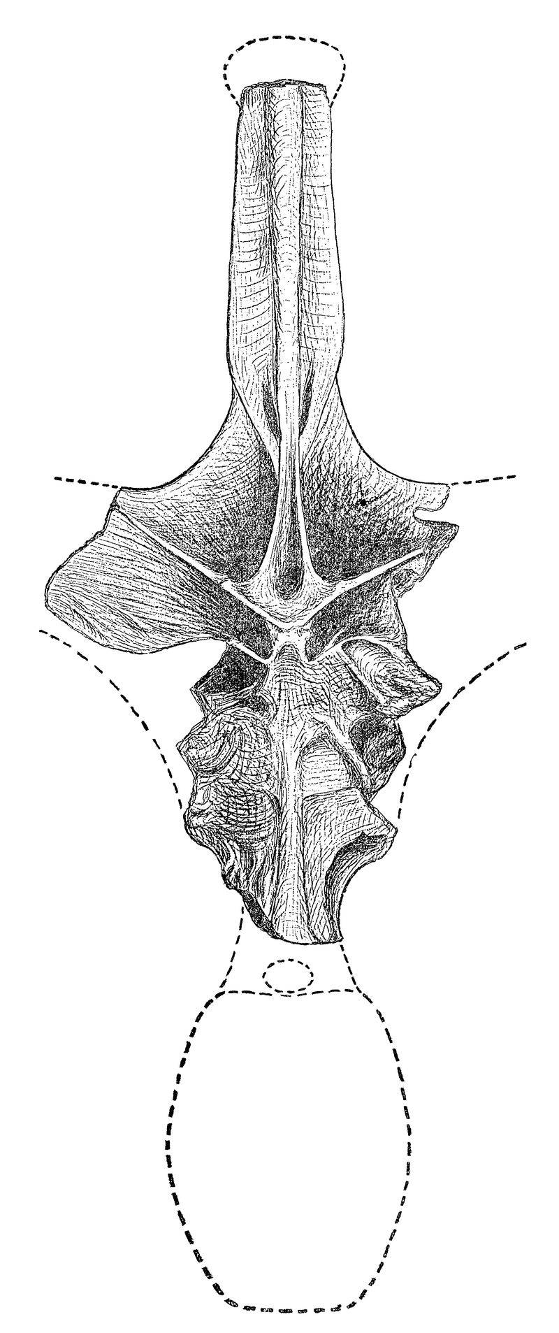 Maraapunisaurus — Autres saurischiens