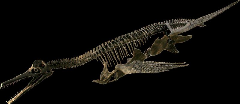 Martinectes — Reptiles marins