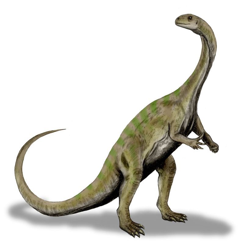 Massospondylus — Autres saurischiens