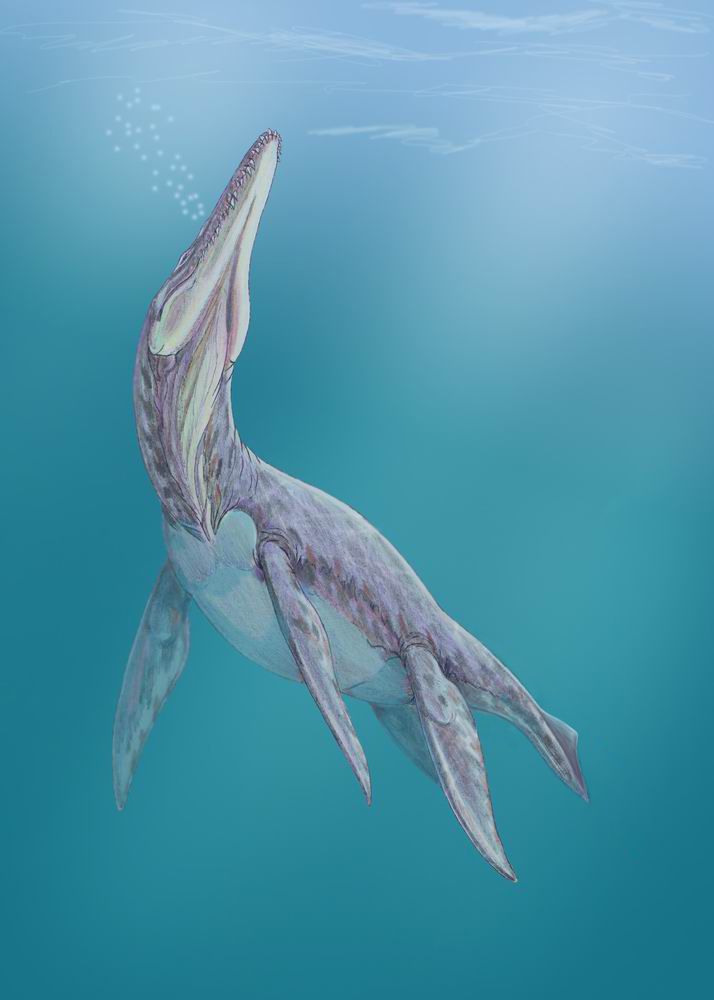 Megalneusaurus — Reptiles marins