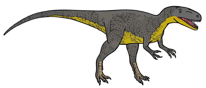 Megalosaurus — Théropodes