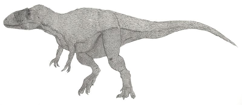 Megaraptor — Théropodes