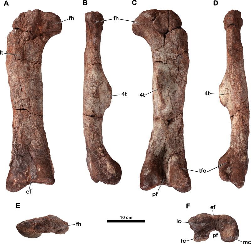 Meroktenos — Autres saurischiens