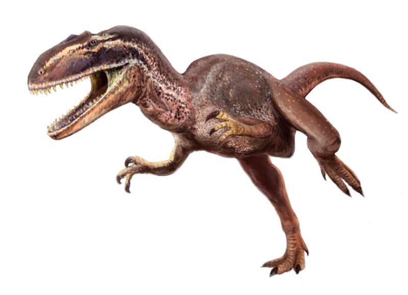 Metriacanthosaurus — Théropodes