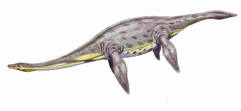 Microcleidus — Reptiles marins
