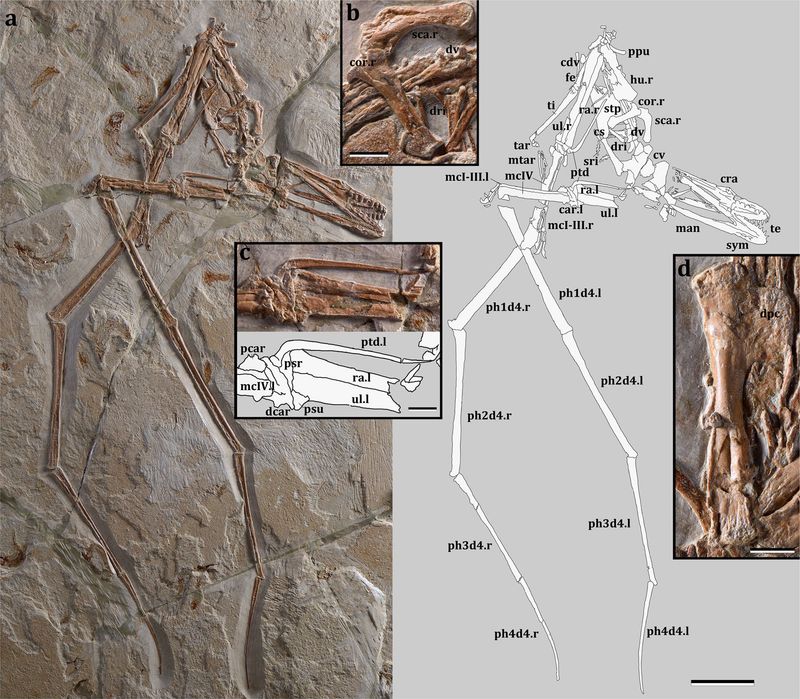 Mimodactylus — Ptérosaures