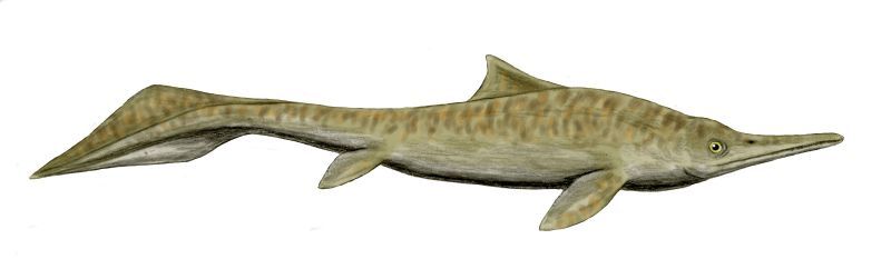 Mixosaurus — Reptiles marins
