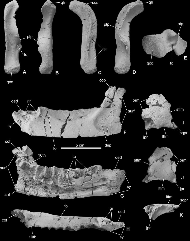 Mochlodon — Autres ornithischiens