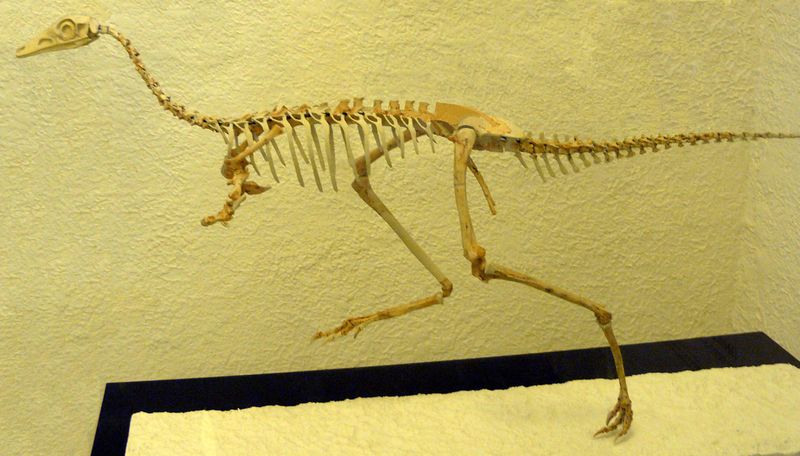 Mononykus — Théropodes