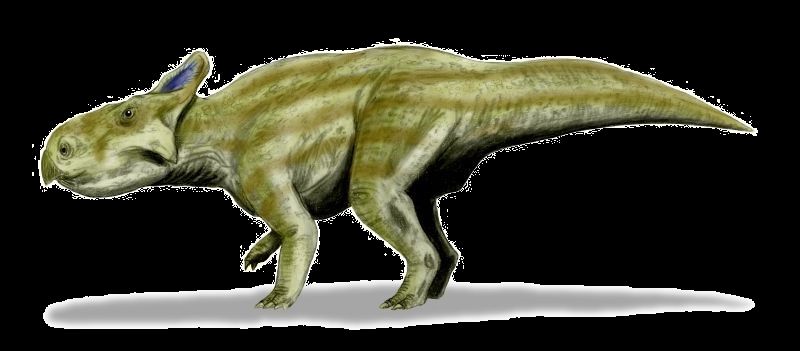 Montanoceratops — Autres ornithischiens