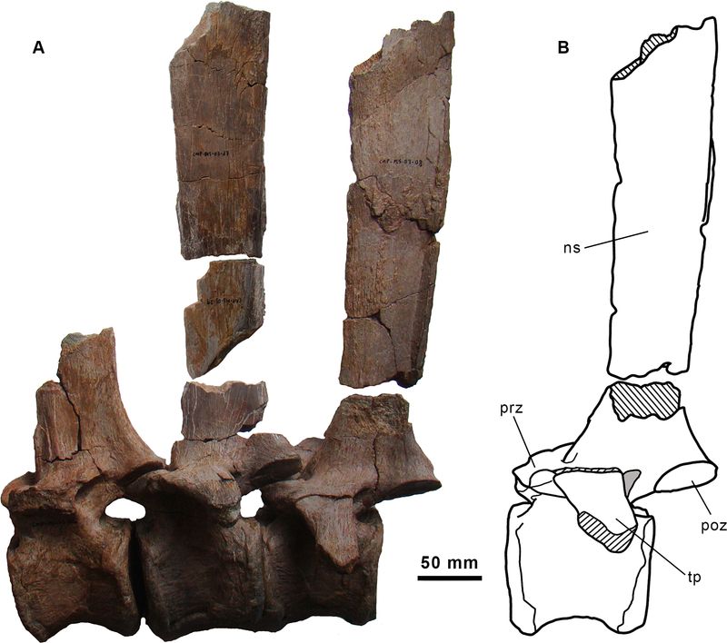 Morelladon — Autres ornithischiens