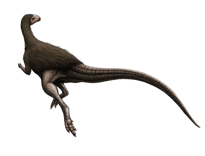 Morrosaurus — Autres ornithischiens