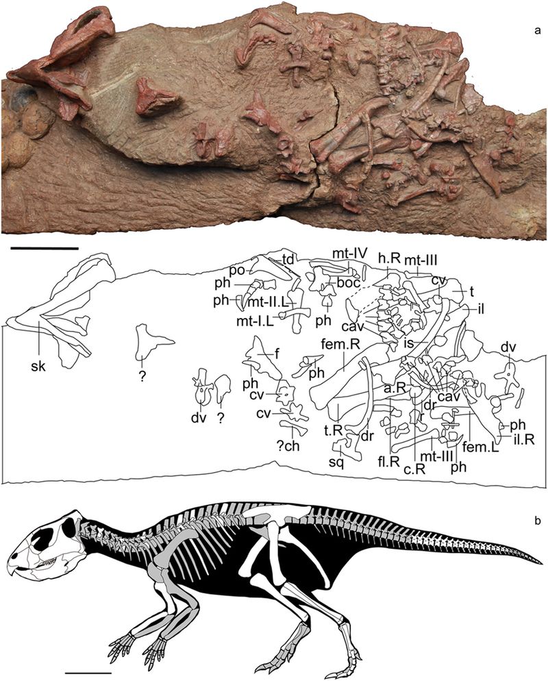 Mosaiceratops — Autres ornithischiens