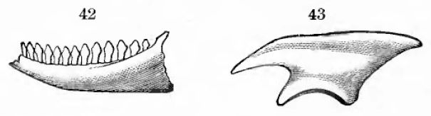 Nanosaurus — Autres ornithischiens