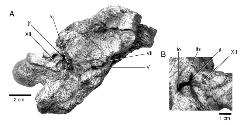 Nebulasaurus — Autres saurischiens
