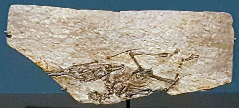Nemicolopterus — Ptérosaures