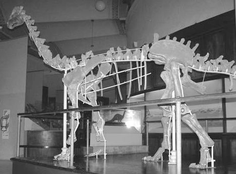 Neuquensaurus — Autres saurischiens