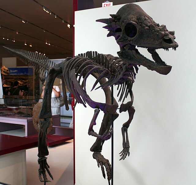 Pachycéphalosaure